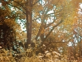 Roadside