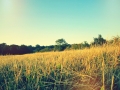 cut meadow