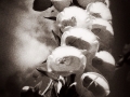 foxgloves