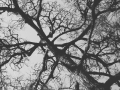 tree japan