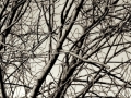 Winter branch