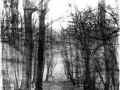 woodland 2