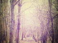Woodland path